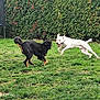 animal, backyard, black_dog, collar, daytime, dog, dogs, energetic, fun, grass, greenery, hedge, joy, leaping, nature, outdoor, pet, playing, running, white_dog