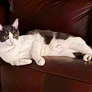 Nektas joined the competition — help win amazing prizes! cat, black_and_white, leather_couch, indoor, pet, feline, relaxed, alert, animal, domestic_cat, fur, whiskers, paws, laying_down, resting, home, living_room, cute, companionship, cozy
