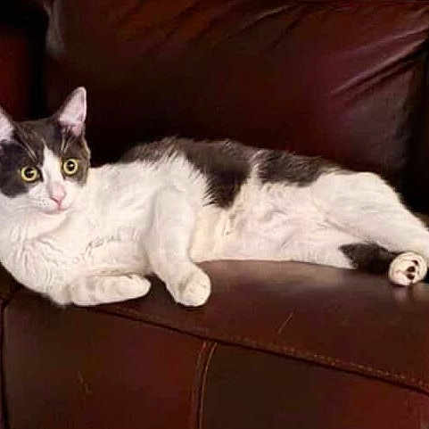 Nektas joined the competition — help win amazing prizes! cat, black_and_white, leather_couch, indoor, pet, feline, relaxed, alert, animal, domestic_cat, fur, whiskers, paws, laying_down, resting, home, living_room, cute, companionship, cozy