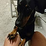 animal, black_and_tan, black_fur, brown_markings, chair, claws, close_up, concrete_floor, doberman, dog, floppy_ears, indoor, paws, person, pet, playful, portrait, puppy, sitting, standing