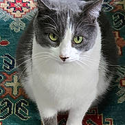 Fang is registered to the contest to win money with this photo: cat, gray_cat, white_cat, green_eyes, pet, animal, feline, curious, looking_up, indoor, carpet, patterned_rug, colorful, whiskers, ears, tail, paws, domestic_cat, fur, cute
