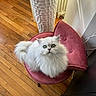 Lady participe au concours pour gagner de l'argent avec cette photo : cat, white_cat, fluffy, longhaired, pet, animal, portrait, sitting, chair, velvet, indoor, home, hardwood_floor, radiator, curtain, green_eyes, whiskers, ears, tail, cozy