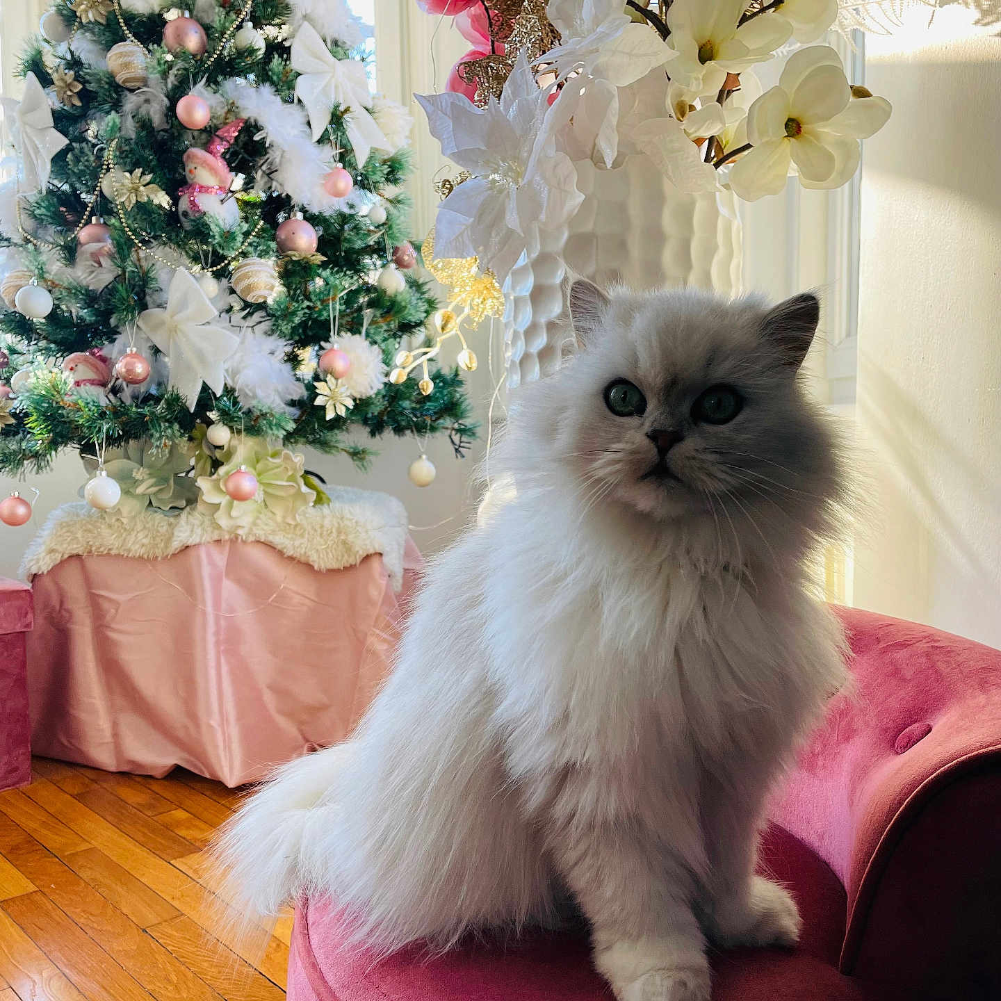 Lady a rejoint le concours — aidez-le/la à gagner de superbes lots ! cat, fluffy_cat, long_hair, pet, animal, christmas_tree, christmas, holiday, ornaments, decorations, flowers, bouquet, pink_chair, furniture, indoors, living_room, wood_floor, window, portrait, sitting