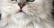 Lady participe au concours pour gagner de l'argent avec cette photo : cat, white_cat, fluffy, long_hair, green_eyes, closeup, portrait, animal, pet, feline, whiskers, pink_nose, fur, indoors, face, staring, cute, photogenic, symmetrical, macro
