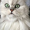 cat, white_cat, fluffy, long_hair, green_eyes, closeup, portrait, animal, pet, feline, whiskers, pink_nose, fur, indoors, face, staring, cute, photogenic, symmetrical, macro