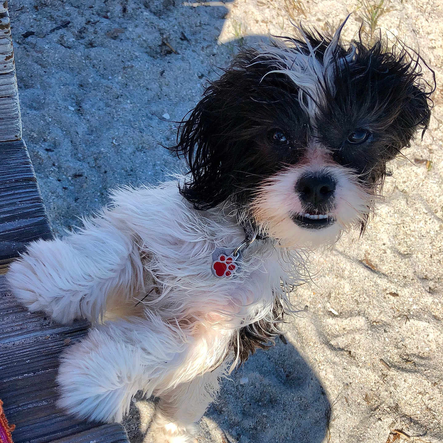 Panda is registered to the contest to win money with this photo: animal, beach, black_and_white, closeup, collar, curious, cute, dog, fur, outdoor, paw_tag, pet, portrait, sand, shadow, small_dog, standing, sunlight, wet_fur, wooden_surface