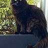 cat, black_cat, fluffy, long_hair, feline, pet, sitting, portrait, outdoor, garden, foliage, leaves, window, ledge, tail, whiskers, green_eyes, animal, fur, alert