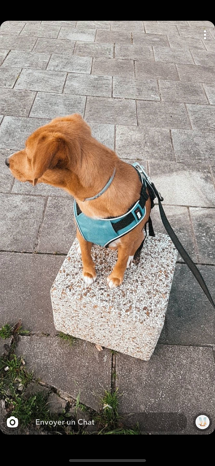 Yago a rejoint le concours — aidez-le/la à gagner de superbes lots ! canidae, carnivore, companion_dog, dog, dog_breed, dog_clothes, dog_collar, fashion_accessory, fawn, leash, snout, sporting_group, vizsla