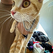 Pumpkin is registered to the contest to win money with this photo: cat, orange_cat, pet, feline, whiskers, green_eyes, wide_eyes, pink_nose, fur, paws, collar, close_up, portrait, indoor, home, clothing, laundry, clutter, playful, animal
