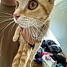 cat, orange_cat, pet, feline, whiskers, green_eyes, wide_eyes, pink_nose, fur, paws, collar, close_up, portrait, indoor, home, clothing, laundry, clutter, playful, animal