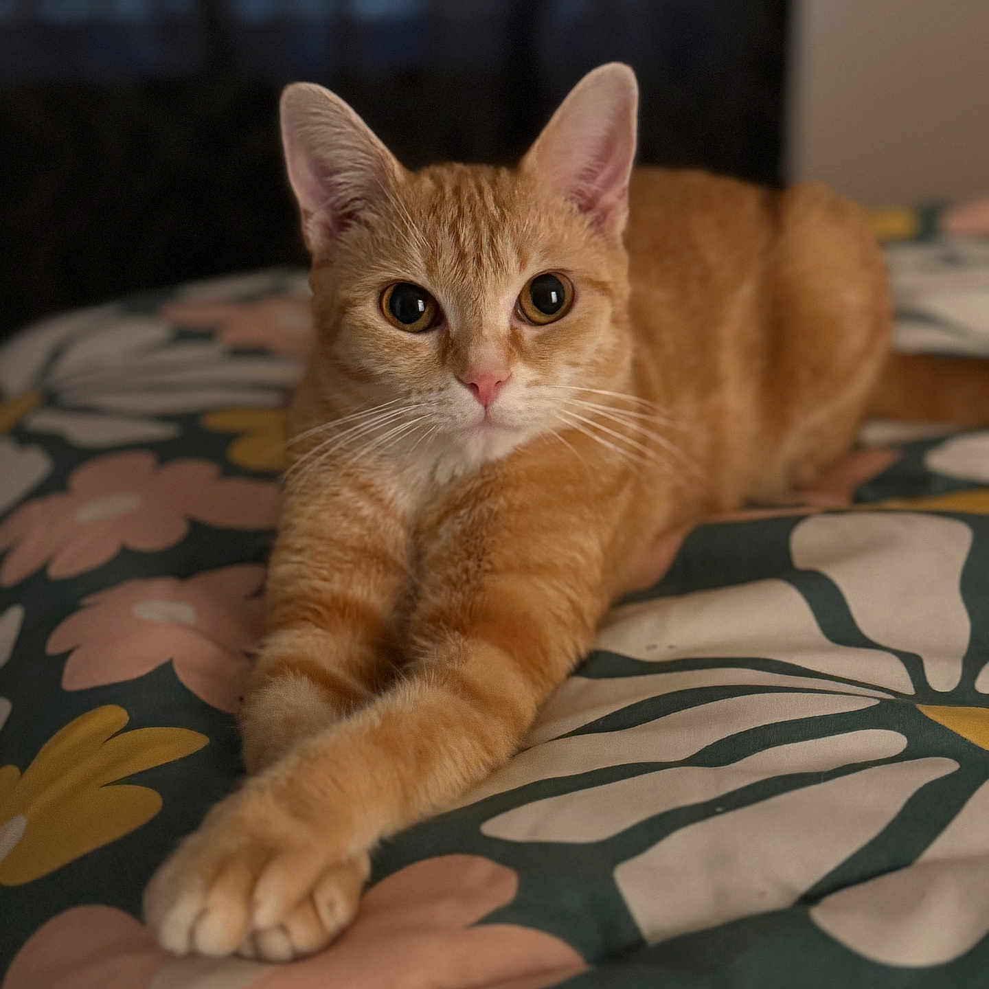 Pumpkin