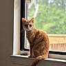 Pumpkin joined the competition — help win amazing prizes! cat, ginger_cat, orange_fur, animal, pet, sitting, windowsill, window, indoor, portrait, looking_at_camera, ears, whiskers, tail, greenery, outdoor_view, natural_light, home, warning_sign, cute