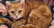Pumpkin is registered to the contest to win money with this photo: cat, ginger_cat, orange_tabby, pet, animal, feline, curled_up, lying_down, sleeping, alert, eyes, whiskers, ears, tail, fur, cushion, bed, floral_pattern, indoors, portrait