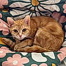 cat, ginger_cat, orange_tabby, pet, animal, feline, curled_up, lying_down, sleeping, alert, eyes, whiskers, ears, tail, fur, cushion, bed, floral_pattern, indoors, portrait
