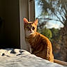Pumpkin is registered to the contest to win money with this photo: cat, tabby, orange_cat, pet, animal, feline, sitting, portrait, window, indoors, sunlight, sunbeam, cozy, blanket, home, interior, reflection, trees, bokeh, looking_at_camera