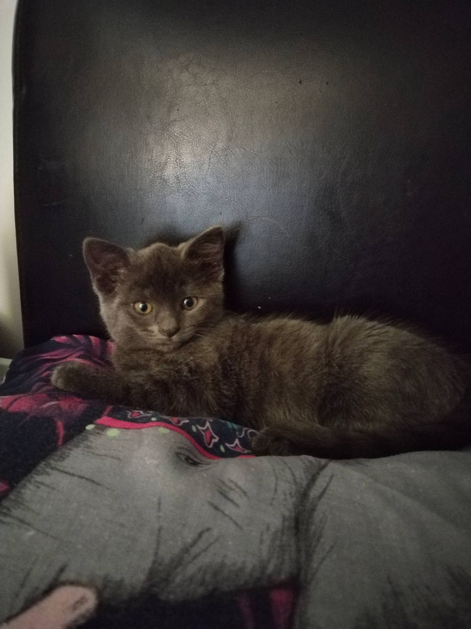 Luna is registered to the contest to win money with this photo: black_cat, carnivore, cat, cat_supply, comfort, darkness, domestic_short_haired_cat, felidae, fur, grey, russian_blue, sitting, small_to_medium_sized_cats, snout, tail, terrestrial_animal, whiskers, window