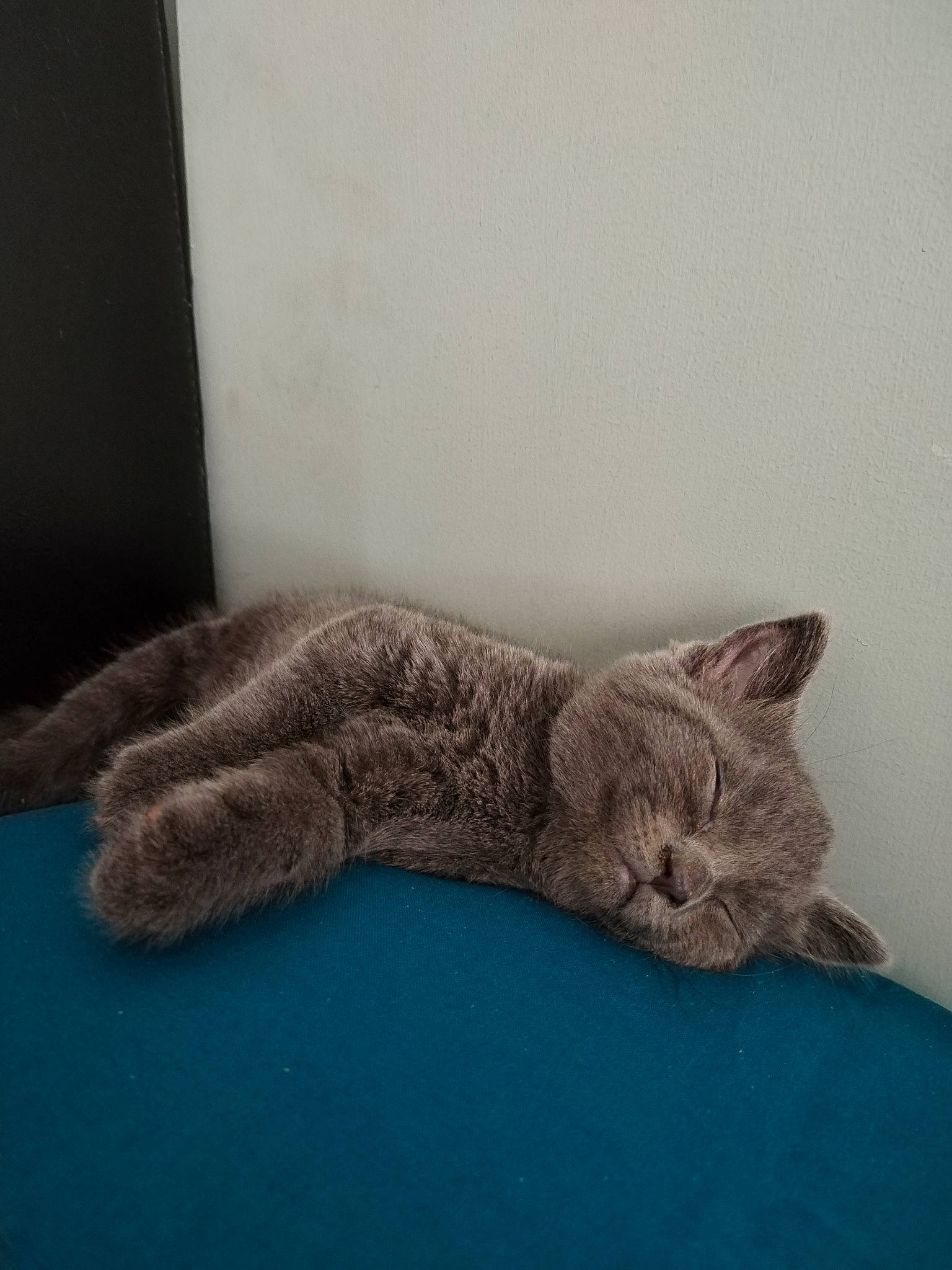 Luna is registered to the contest to win money with this photo: bed, carnivore, cat, claw, comfort, domestic_short_haired_cat, felidae, fur, grey, leg, linens, nap, paw, sleep, small_to_medium_sized_cats, snout, tail, whiskers, window, wool