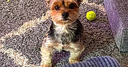 Juju joined the competition — help win amazing prizes! dog, yorkshire_terrier, small_dog, pet, standing, indoors, rug, carpet, tennis_ball, toy, sofa, blanket, home, living_room, portrait, pointed_ears, brown_fur, black_fur, alert, cute
