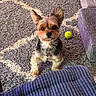 dog, yorkshire_terrier, small_dog, pet, standing, indoors, rug, carpet, tennis_ball, toy, sofa, blanket, home, living_room, portrait, pointed_ears, brown_fur, black_fur, alert, cute