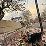 Juju joined the competition — help win amazing prizes! dog, yorkshire_terrier, pet, animal, small_dog, standing, outdoor, street, sidewalk, magnolia, flowers, petals, spring, tree, urban, city, sunset, harness, leash, portrait