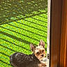 Juju is registered to the contest to win money with this photo: dog, small_dog, pointy_ears, sitting, indoors, doorway, open_door, lawn, grass, garden, outdoor, sunlight, wood, threshold, mat, home, pet, watching, portrait, retro_texture