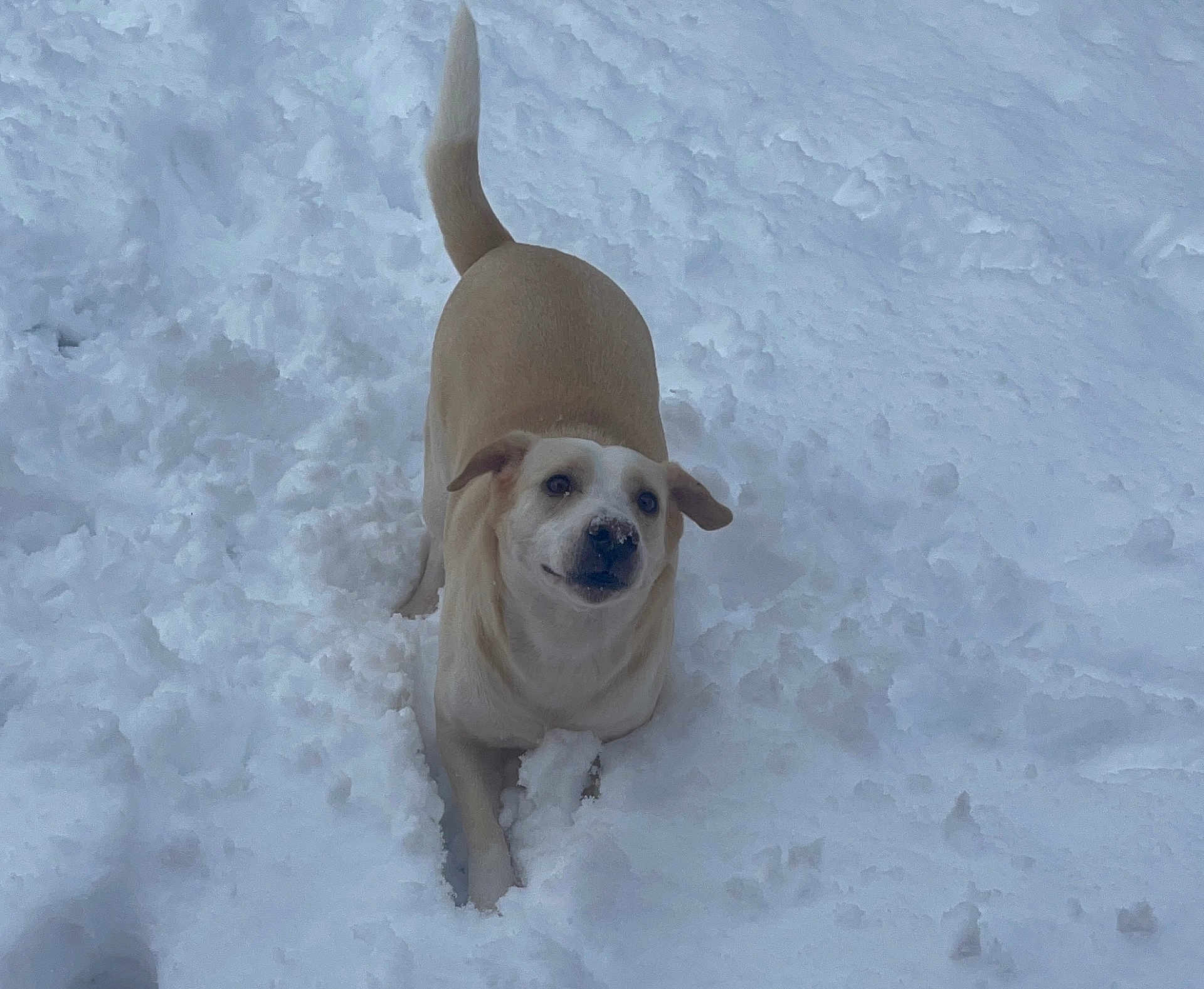 Puddin is registered to the contest to win money with this photo: animal, canine, cold, daylight, dog, ears, fur, ground, happy, light_coat, nature, nose, outdoor, pet, playful, snow, snowy, tail, white, winter