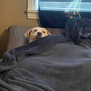 Puddin joined the competition — help win amazing prizes! animal, blanket, canine, comfort, couch, cozy, curtains, dog, fur, gray_blanket, home, indoor, light, pet, relaxed, rest, resting, snuggled, soft, window