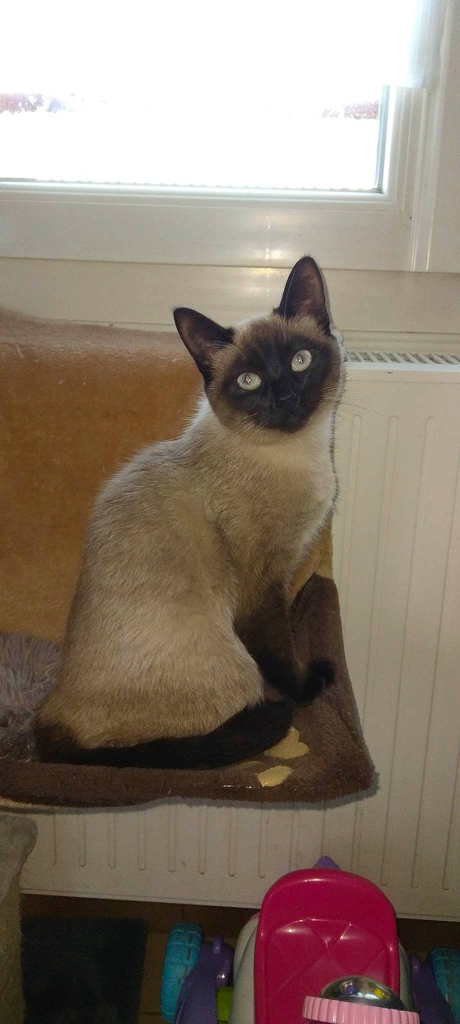 Nala participe au concours pour gagner de l'argent avec cette photo : balinese, carnivore, cat, domestic_short_haired_cat, fawn, felidae, fixture, fur, iris, siamese, small_to_medium_sized_cats, snout, tail, thai, whiskers