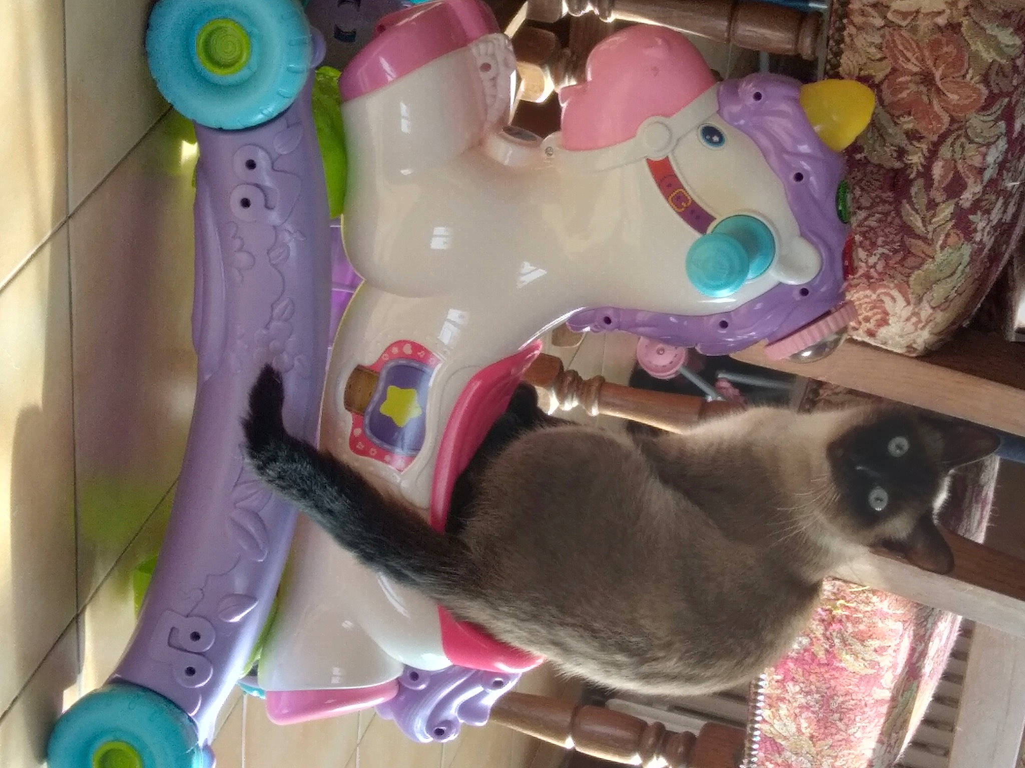 Nala participe au concours pour gagner de l'argent avec cette photo : baby_toys, carmine, cat, domestic_short_haired_cat, fawn, felidae, fun, magenta, party_supply, pink, plastic, snout, stuffed_toy, toy, visual_arts, whiskers, working_animal