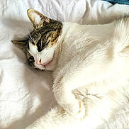 Paillette a rejoint le concours — aidez-le/la à gagner de superbes lots ! animal, bed, calm, cat, closeup, comfort, cozy, cute, domestic_animal, feline, fur, indoor, laying, pet, relaxing, resting, sleepy, soft, whiskers, white