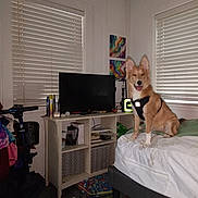 Snuggz is registered to the contest to win money with this photo: dog, bed, harness, television, window_blinds, shelf, painting, room, floor, shoe, lamp, clutter, indoor, pet, furniture, happy, tongue_out, light, household, casual