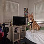 dog, bed, harness, television, window_blinds, shelf, painting, room, floor, shoe, lamp, clutter, indoor, pet, furniture, happy, tongue_out, light, household, casual
