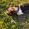 dog, brown_and_white, sniffing, grass, clover_flowers, outdoor, nature, sunlight, pet, canine, fur, collar, greenery, close_up, daylight, animal, ground, curious, summer, flora