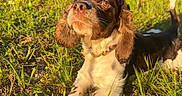 Mochi is registered to the contest to win money with this photo: dog, grass, outdoor, sunlight, brown, white, pet, animal, nature, collar, fence, greenery, daylight, relaxing, canine, closeup, portrait, paw, park, summer