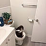 dog, bathroom, toilet, plant, basket, floor, door, toilet_paper, vanity, sink, tile_wall, wood_floor, pet, indoor, curious, black_and_white, small_room, clean, household, animal