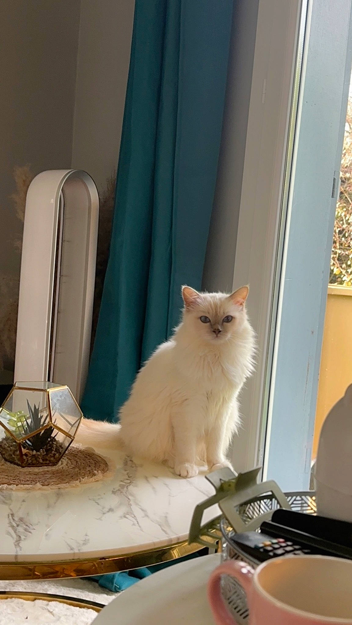 Prince a rejoint le concours — aidez-le/la à gagner de superbes lots ! carnivore, cat, chair, comfort, curtain, domestic_short_haired_cat, fawn, felidae, flooring, fur, glass, home_accessories, house, linens, room, small_to_medium_sized_cats, tail, textile, whiskers, wood