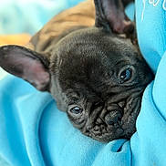 Adès participe au concours pour gagner de l'argent avec cette photo : dog, puppy, french_bulldog, close_up, sleepy, face, ears, wrinkles, blue_blanket, cozy, cute, pet, animal, fur, snout, lying_down, soft_texture, indoors, resting, comfort