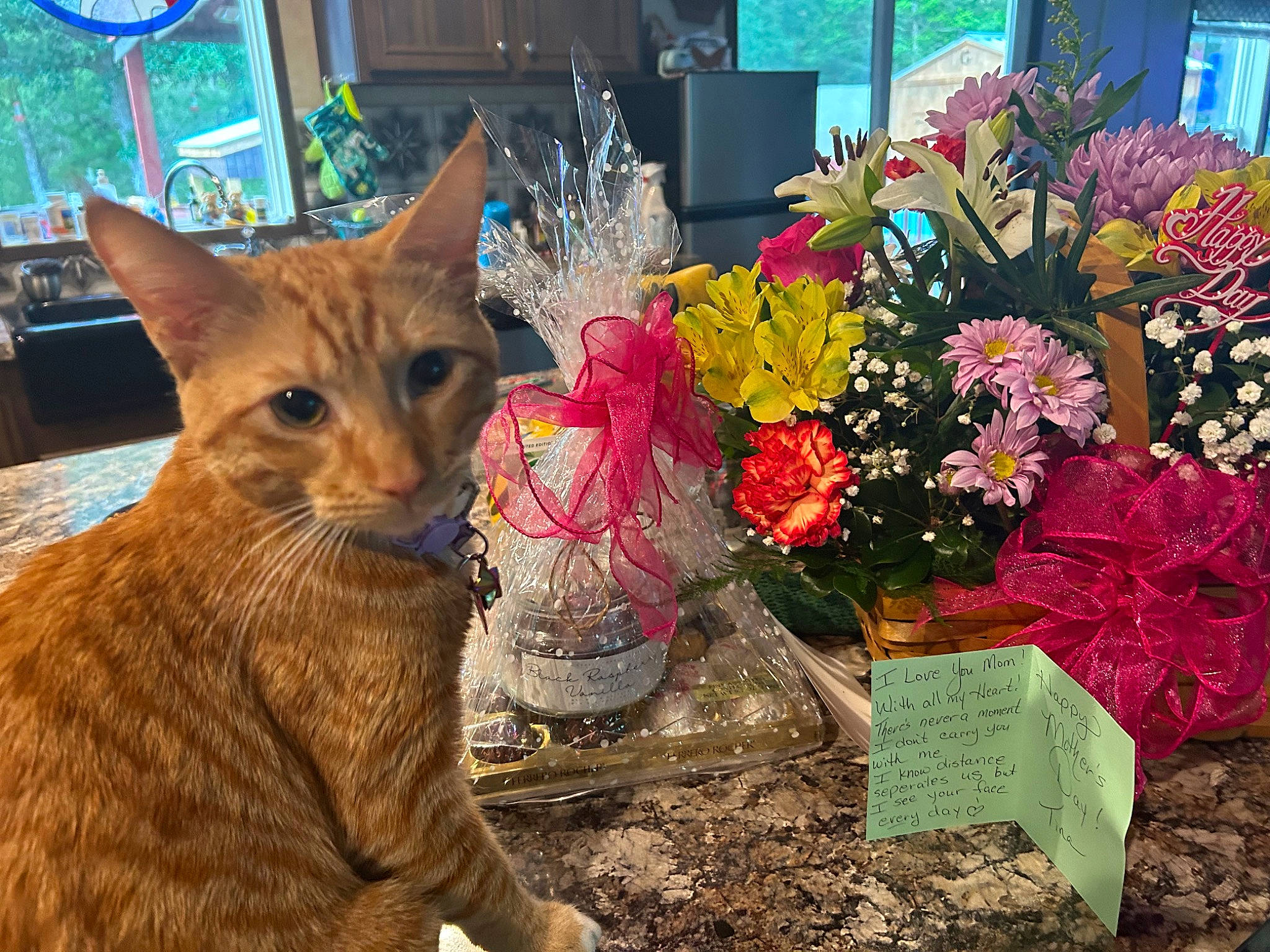 Sugar joined the competition — help win amazing prizes! annual_plant, carnivore, cat, fawn, felidae, flower, flower_arranging, flowerpot, fur, grass, houseplant, leaf, petal, plant, small_to_medium_sized_cats, snout, tail, tree, whiskers, window
