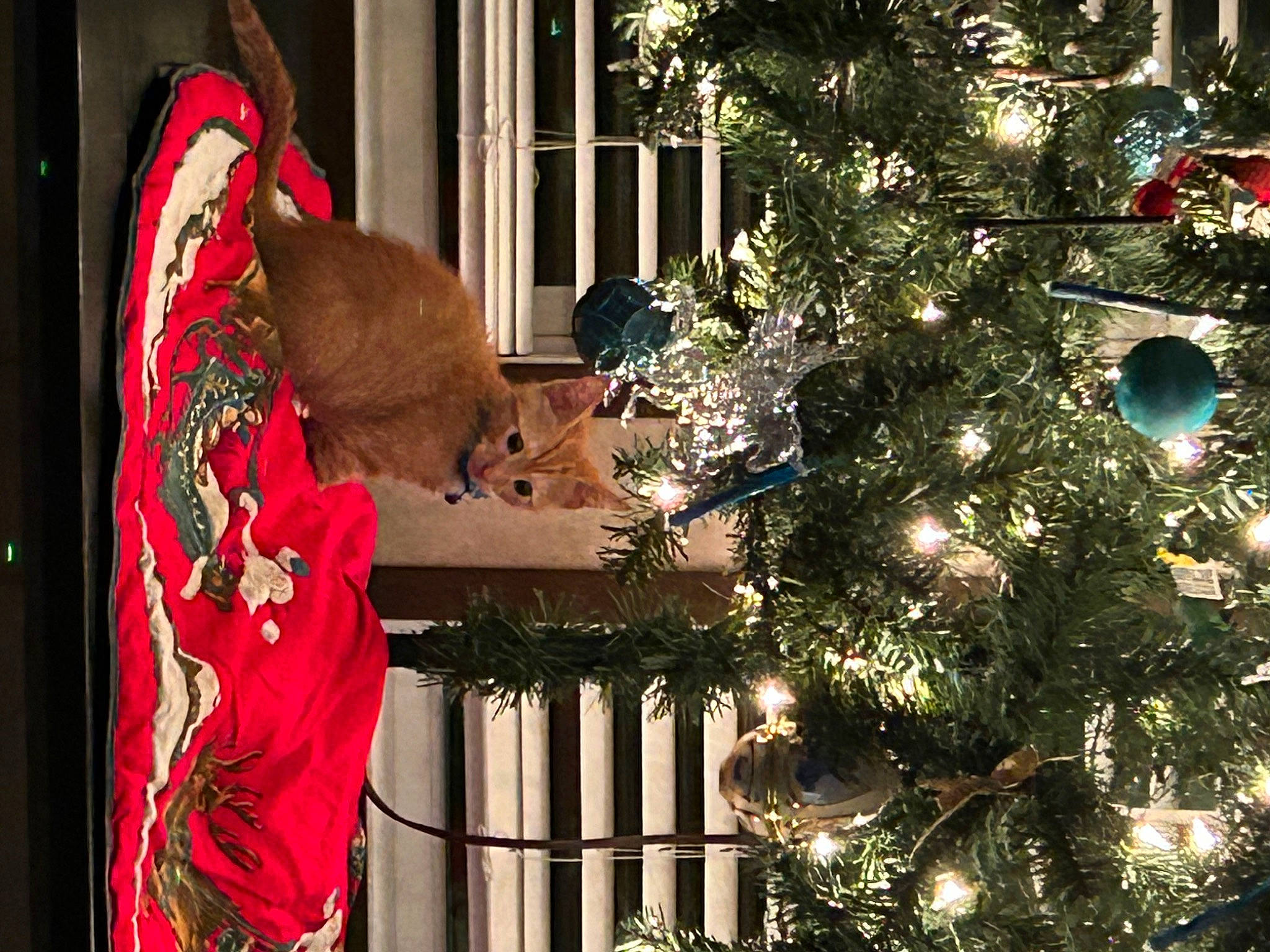 Sugar is registered to the contest to win money with this photo: carnivore, christmas, christmas_decoration, christmas_eve, christmas_ornament, christmas_tree, conifer, event, evergreen, fawn, holiday, holiday_ornament, home, ornament, plant, room, tradition, tree, window, wood