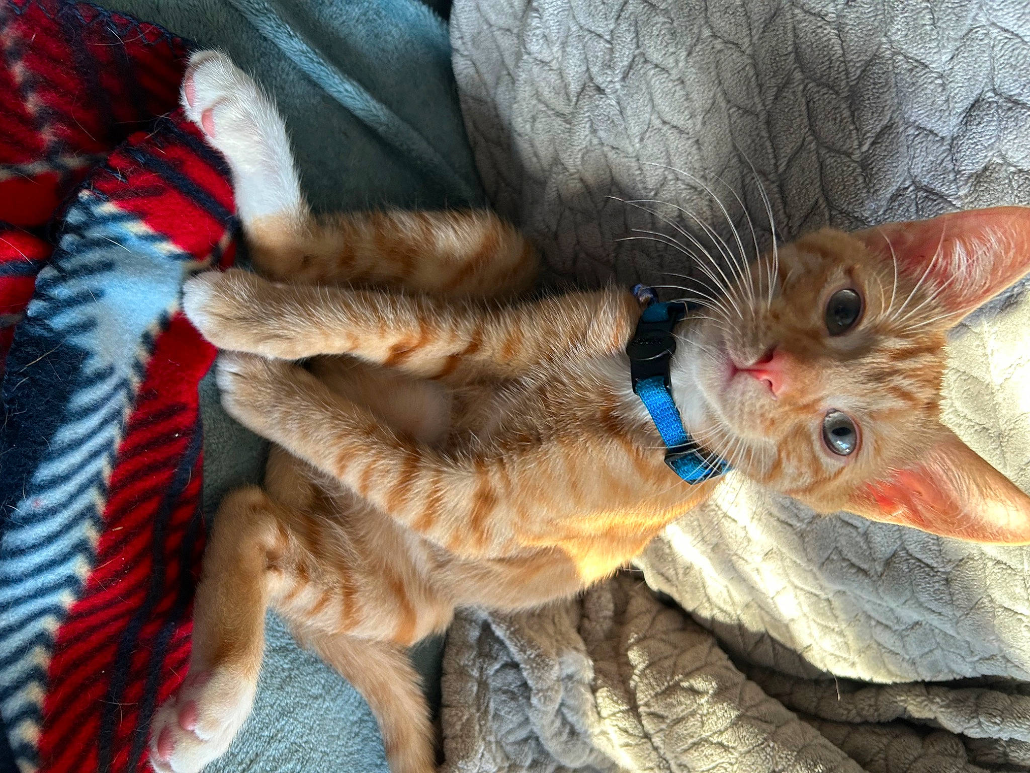 Sugar joined the competition — help win amazing prizes! canidae, carnivore, cat, claw, domestic_short_haired_cat, electric_blue, fawn, felidae, foot, fur, human_leg, paw, small_to_medium_sized_cats, snout, tail, thigh, whiskers