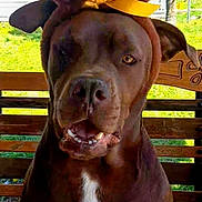 Hershey joined the competition — help win amazing prizes! dog, bunny_ears, yellow_bow, bench, outdoor, grass, tree, house, pet, brown_dog, costume, funny, animal, ears, portrait, daylight, cute, face, tongue, expression