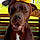 Hershey