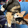 Nala participe au concours pour gagner de l'argent avec cette photo : kitten, calico, cat, pet, animal, fur, whiskers, ears, paw, lap, denim, jeans, blanket, plaid, cozy, indoor, resting, cute, curious, domestic