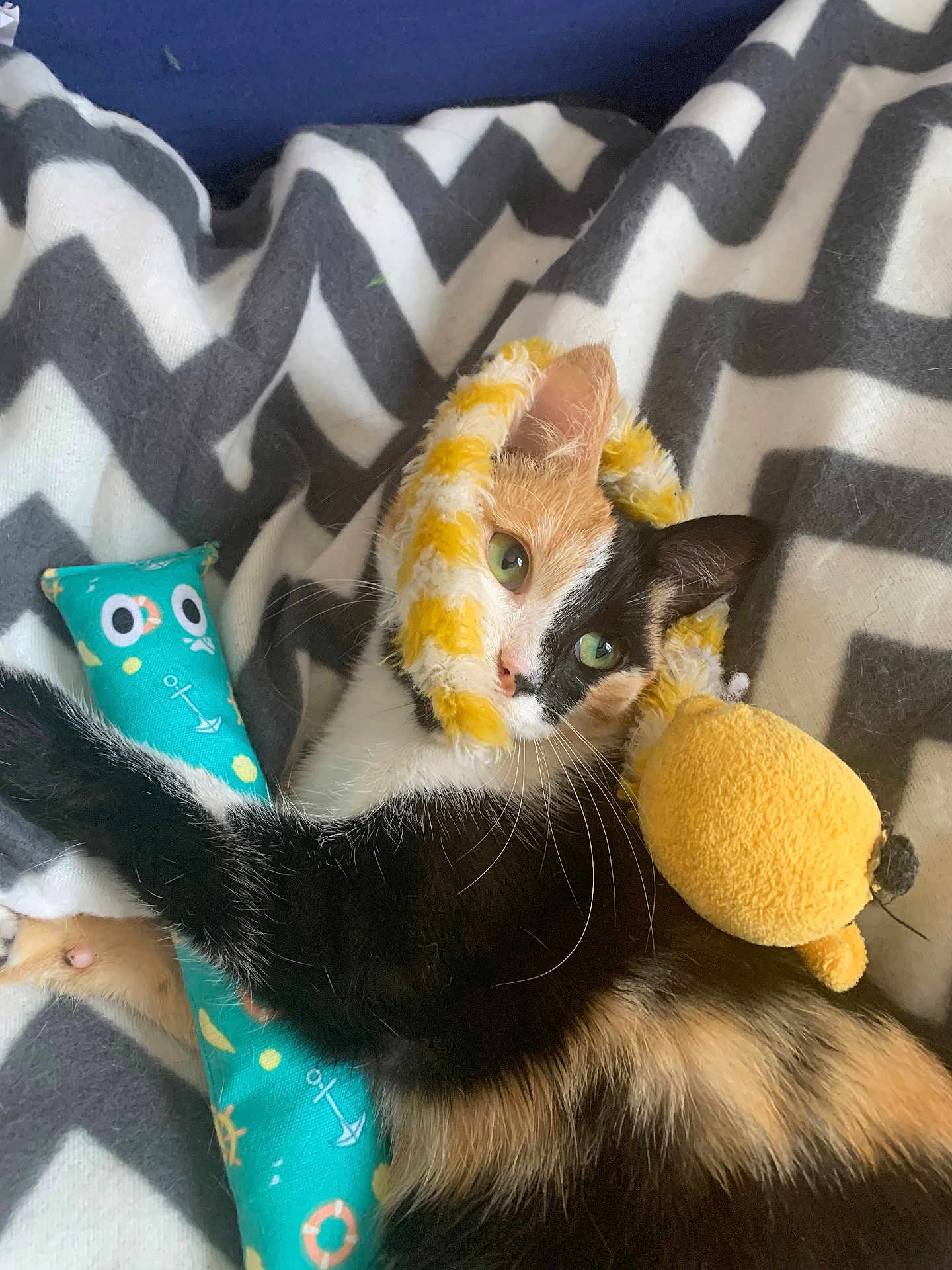 Nala a rejoint le concours — aidez-le/la à gagner de superbes lots ! cat, calico_cat, toy, plush_toy, blanket, zigzag_pattern, green_eyes, fur, whiskers, indoor, pet, cute, relaxed, playful, furry, animal, cozy, soft, yellow, blue