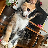 Nala a rejoint le concours — aidez-le/la à gagner de superbes lots ! kitten, cat, calico, pet, scratching_post, curious, indoor, living_room, wooden_furniture, plant, potted_plant, household, domestic_animal, fur, whiskers, cute, small, young, playful, animal