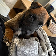 Arka participe au concours pour gagner de l'argent avec cette photo : puppy, dog, blanket, soft, indoor, close_up, cute, fur, paw, brown, black, snuggled, cozy, pet, animal, young, face, looking, warm, comfortable