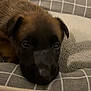 Arka participe au concours pour gagner de l'argent avec cette photo : puppy, dog, close_up, resting, bed, cushion, checkered, blanket, sleepy, cozy, indoors, pet, fur, brown, black, animal, cute, young, face, ears