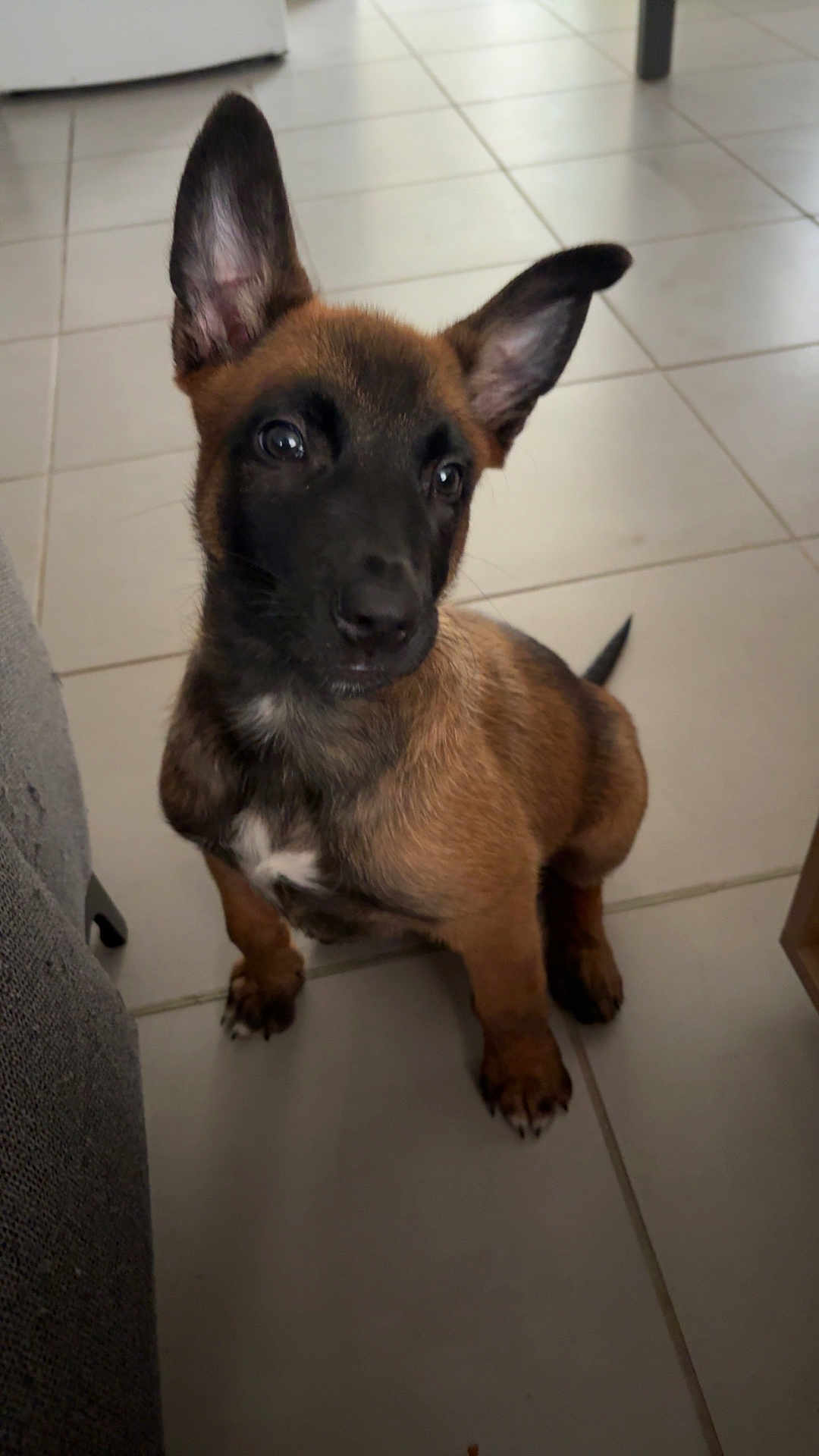 Arka a rejoint le concours — aidez-le/la à gagner de superbes lots ! puppy, dog, young, ears, brown_fur, black_face, tile_floor, indoor, pet, animal, cute, curious, small, sitting, looking_up, domestic, companion, adorable, fur, whiskers