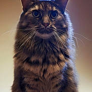 Pretty joined the competition — help win amazing prizes! cat, tabby, whiskers, fur, portrait, animal, pet, sitting, closeup, indoor, curious, feline, ears, eyes, soft_light, background_blur, mammal, cute, furry, domestic