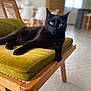 Salem a rejoint le concours — aidez-le/la à gagner de superbes lots ! black_cat, green_eyes, cat, feline, indoor, wooden_chair, cushion, olive_green, pet, relaxed, animal, domestic_cat, fur, whiskers, living_room, modern_interior, floor, portrait, resting, close_up